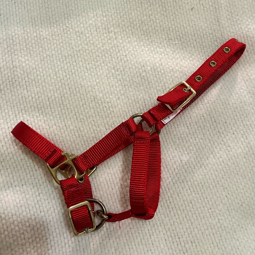 Lot of Livestock Halters- 6 total